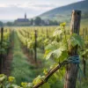 Domaines biodynamiques d'Alsace : quand la visite commence dans les vignes, pas dans la cave