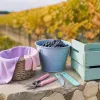 Voyage d’automne au cœur des vignobles du Grand Est