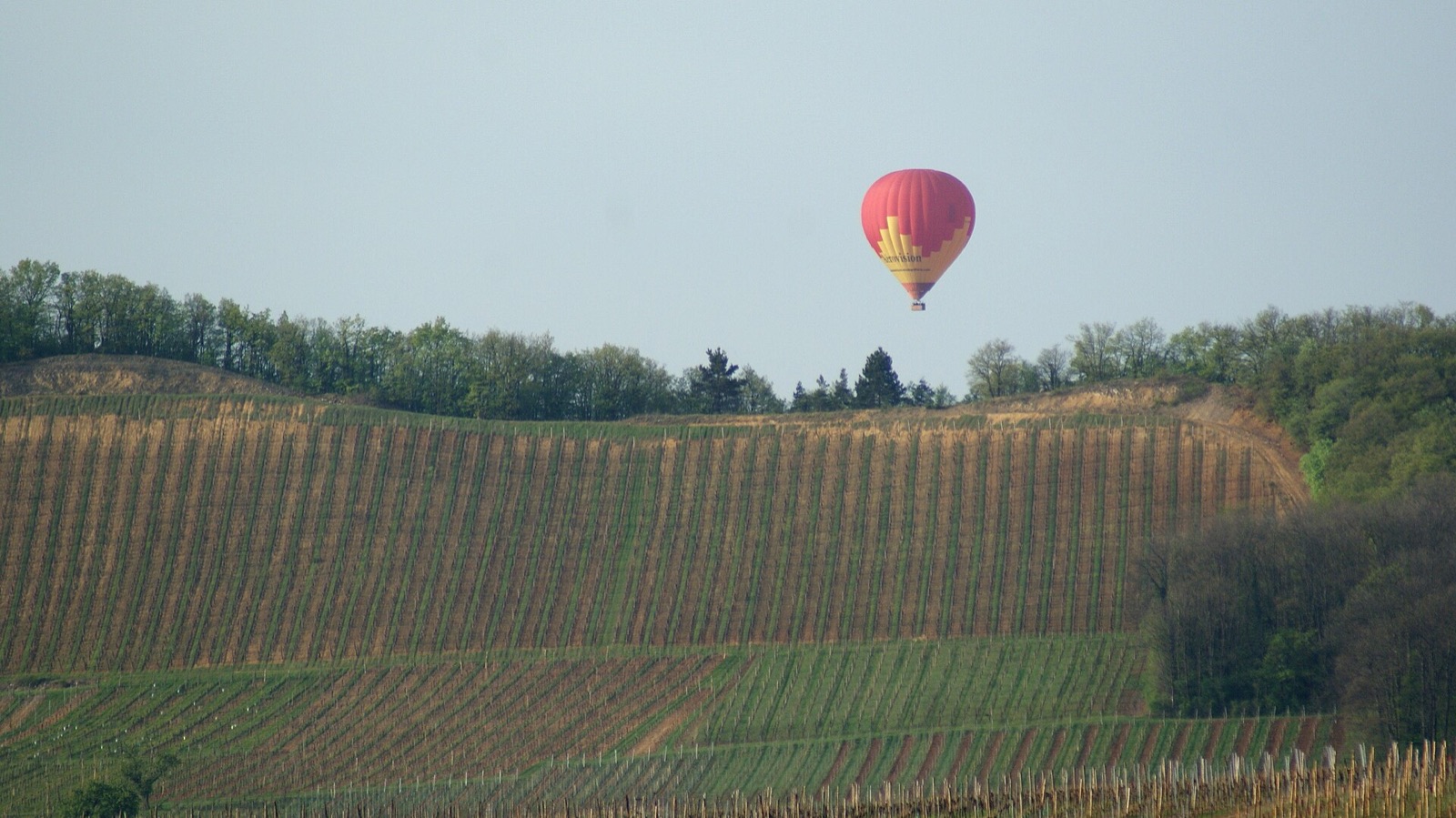 Les vignes en coteau au-dessus de Riquewihr en avril, sur la route des vins d'Alsace