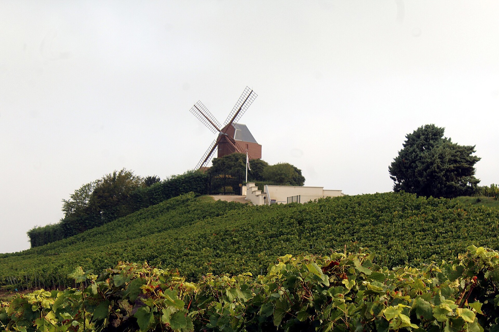 Le moulin de Verzenay au-dessus des vignes de la Montagne de Reims, fin août